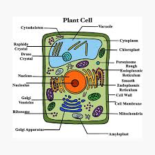 Easy diagram for plant cell. Labeled Plant Cell Diagram Poster By Bundabear Redbubble