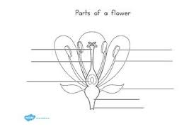 Parts Of A Plant And Flower Labelling Worksheet Parts Of A Flower Parts Of A Plant Plants Worksheets