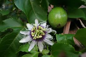 Image result for Passifloraceae