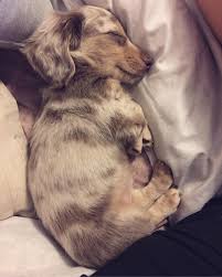 See full list on dogarea.org My Mini Dapple Long Haired Dachshund Stewie 8 Weeks Old Aww