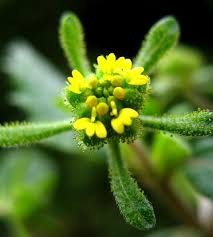 Image result for Sigesbeckia orientalis