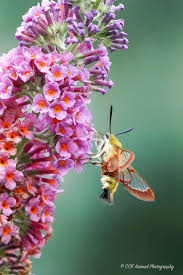 Check 'hummelschwärmer' translations into english. Hummelschwarmer Hemaris Fuciformis Makrotreff