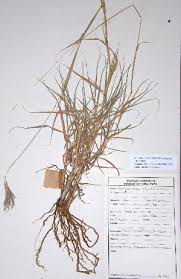 Image result for Bothriochloa radicans