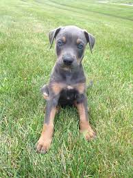 Appearance this can be an interesting mix as these two breeds are vastly different in appearance. Doberman Pitbull Mix Little Rue Pitbull Mix Cute Dogs Cute Puppies