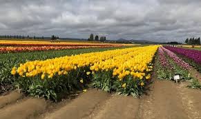 Check here for all official merchandise! Where You Can And Can T See Tulips Cherry Blossoms In Washington