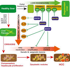 Complementul circumstanțial de timp este partea secundară de propoziție care arată timpul în care se desfășoară o acțiune. Hepatocyte Growth Control By Socs1 And Socs3 Sciencedirect