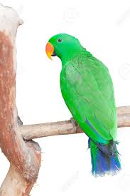 Anthropics.com has been visited by 10k+ users in the past month Portrait Of Green Parrot Isolated On White Background Stock Photo Picture And Royalty Free Image Image 20465148