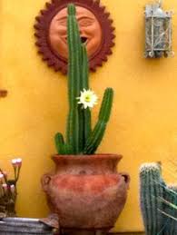 The san pedro cactus does exceptionally well in southern california and arizona. 31 Saint Peter The Heavenly Gate Keeper Ideas San Pedro Cacti Cactus San Pedro