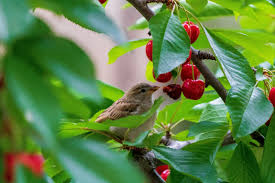 Kaip nubaidyti paukščius, kad jie nenulestų uogų ir vaisių: kurie būdai  tikrai veiksmingi, o kurie tik linksmina kaimynus - DELFI Gyvenimas