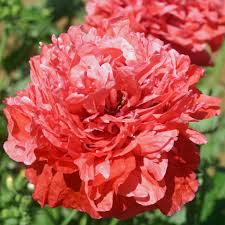 Image result for Poppy Red 1995 AAV