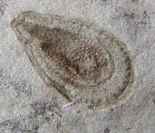 Resultado de imagen de fauna ediacara seres terrestres