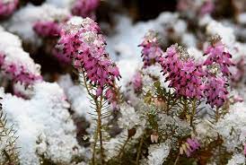 Snag a few to show your valentine and all also known as 'pink mother of thousands,' kalanchoe 'pink butterflies' is a dramatic succulent with fleshy, spotted a decade ago, a winter storm exposed vulnerabilities in the texas electric grid. 20 Indoor And Outdoor Plants That Will Flower In The Winter