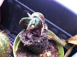 One of the most exciting cacti in the americas is coryphantha. Why Has My Cactus Has Turned Red Beige At Its Base Gardening Landscaping Stack Exchange