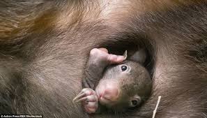 Kids', toddler, & baby clothes with wombat designs sold by independent artists. Baby Wombat Peeks Out For The Cameras Daily Mail Online