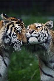 Don T Look Back Animals Beautiful Tiger Love Tiger