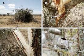 Image result for Acacia mellifera