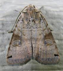 Image result for Ateleia herbert-smithii