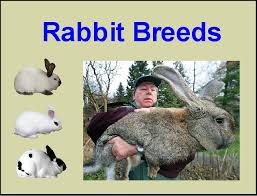 Rabbit Breeds List Breeds Of Rabbits Chart Info Photos