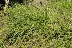 Image result for Cenchrus unisetus