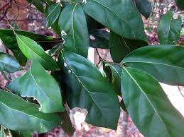 Image result for Cryptocarya