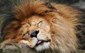 The Color Of A Male Lions Mane Varies From Blond To Black Generally Becoming Darker As The Lion Grows Older Sleeping Animals Sleeping Lion Animals