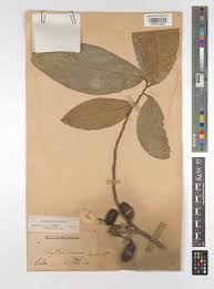 Image result for Monoon