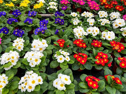 Image result for Primulaceae