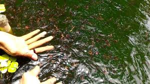 Cara budidaya belut, anda tentunya sudah kenal dengan binatang mirip ular ini, meski terlihat mengelikan, belut merupakan hewan yang cukup banyak menyimpan protein. Budidaya Ikan Guppy Menggunakan Ember Cepat Besar
