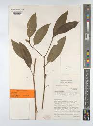 Image result for Ochthocharis