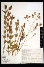 Image result for Anisotes sessiliflorus