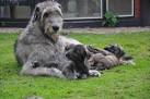 Irish Wolfhound Puppies for Sale from Reputable Dog Breeders