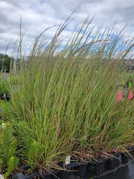 Image result for Schizachyrium brevifolium