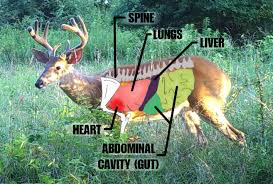 Keys To Understanding Shot Placement On A White Tailed Deer