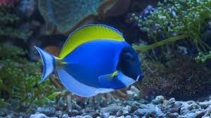 The map data and directions information is provided by a third party, tropical fish stores near me has no control over this information. Saltwater Fish Coral Invertebrates Aquariums Tanks