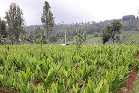 Kementan targetkan bangun upt perbibitan di indonesia timur. Badan Karantina Pertanian Dorong Ragam Produk Ekspor Sulut Republika Online