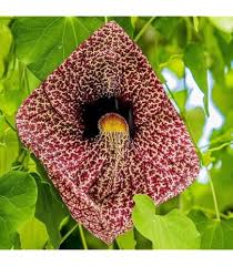 Image result for Aristolochia gigantea