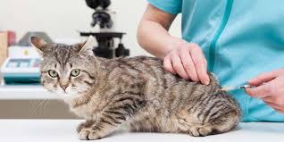 Maltepe Veteriner Acil 7 24 Acik 0216 305 3508