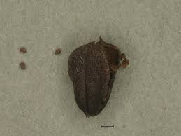 Image result for Striga aspera