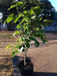Image result for Cyathea mossambicensis