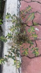 Disebabkan itu bunga raya sering dijadikan sebagai pokok bunga hiasan di halaman rumah. Warisan Petani Pokok Ara Tanah