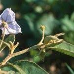 Image result for Solanum campylacanthum 'incanum type'