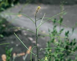 Image result for Sisymbrium orientale
