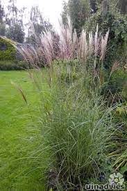 miscanthus sinensis kleine silberspinne prachtriet chinees riet tuin grassen achtertuin planten tuin decoratie