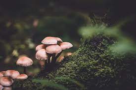 Canada S First End Of Life Psilocybin Treatment Brought Peace To Terminal Man Psychedelic Spotlight