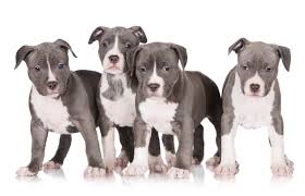 'pitbull' is a household name of one of the common types of dogs with origin from the north america. Blue Pit Bull Puppies Lovetoknow