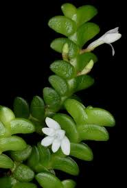 Image result for Angraecum distichum