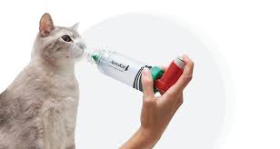 These symptoms may include wheezing, coughing. How To Use A Cat Inhaler To Treat Feline Asthma Trudell Animal Health