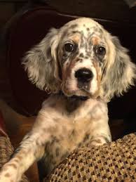 Browse thru our verified puppy for sale listings to find your perfect puppy in your area. Imgur Com English Setter Puppies Setter Puppies English Setter Dogs
