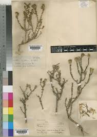 Image result for Pteronia acuminata