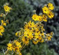 Silphium laciniatum (Compass Plant)